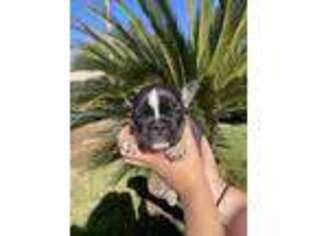 French Bulldog Puppy for sale in Yucaipa, CA, USA