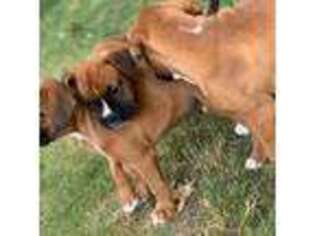 Boxer Puppy for sale in Englewood, NJ, USA