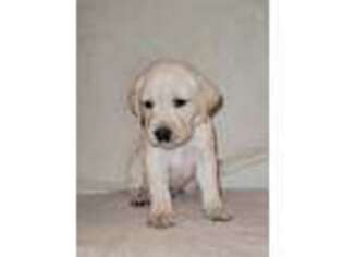 Labrador Retriever Puppy for sale in Scottsville, NY, USA