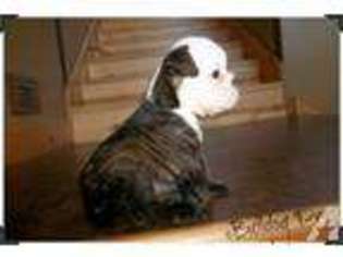 Bulldog Puppy for sale in WENTZVILLE, MO, USA