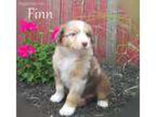 Australian Shepherd Puppy for sale in Sugarcreek, OH, USA