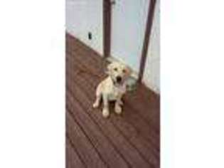 Labrador Retriever Puppy for sale in Ridgeway, WI, USA