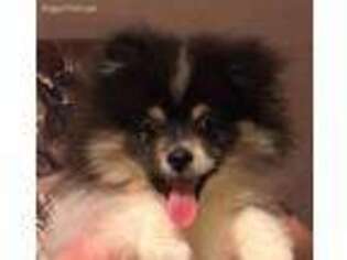 Pomeranian Puppy for sale in Eagleville, TN, USA