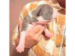 American Staffordshire Terrier Puppy for sale in Kannapolis, NC, USA