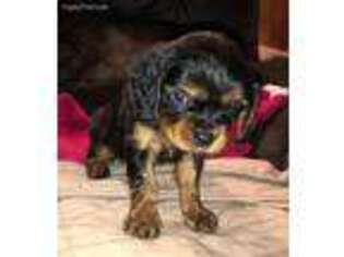 Cavalier King Charles Spaniel Puppy for sale in Chehalis, WA, USA