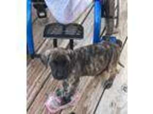 Mastiff Puppy for sale in Elizabethtown, KY, USA