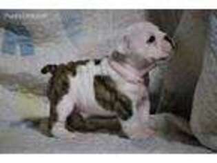 Bulldog Puppy for sale in Coweta, OK, USA