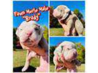 Olde English Bulldogge Puppy for sale in Pinnacle, NC, USA