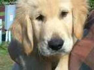 Golden Retriever Puppy for sale in Almond, WI, USA