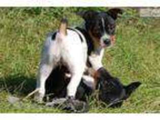 Rat Terrier Puppy for sale in Ames, IA, USA