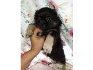 Tibetan Spaniel Puppy for sale in Paso Robles, CA, USA