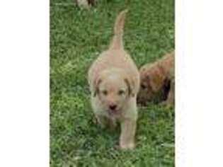 Labradoodle Puppy for sale in Hutto, TX, USA