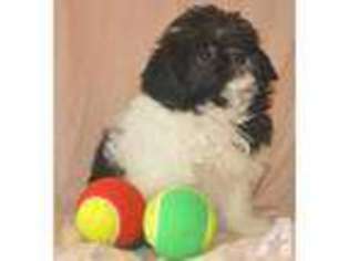 Shih-Poo Puppy for sale in ALTON, IL, USA