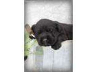 Labrador Retriever Puppy for sale in Montezuma, GA, USA