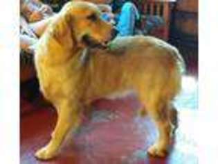 Golden Retriever Puppy for sale in Monmouth, ME, USA