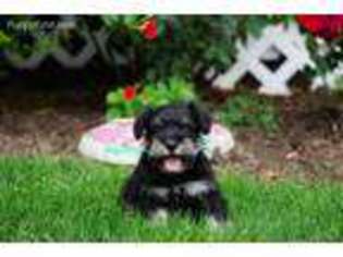 Mutt Puppy for sale in Brinkhaven, OH, USA