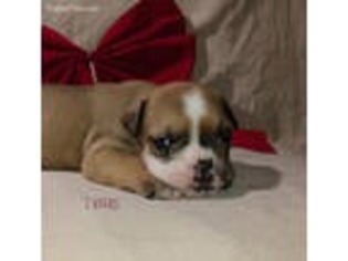 Olde English Bulldogge Puppy for sale in Plainview, MN, USA