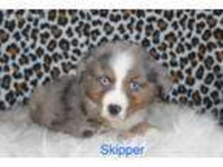 Australian Shepherd Puppy for sale in Platteville, WI, USA