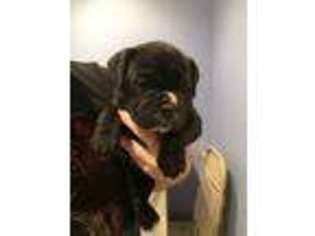 Olde English Bulldogge Puppy for sale in Huntingdon, PA, USA