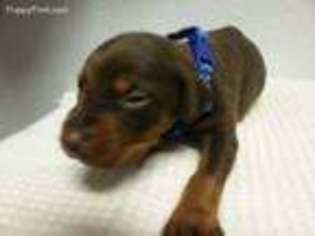 Doberman Pinscher Puppy for sale in Trenton, FL, USA