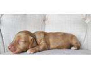 Dachshund Puppy for sale in Carbondale, IL, USA