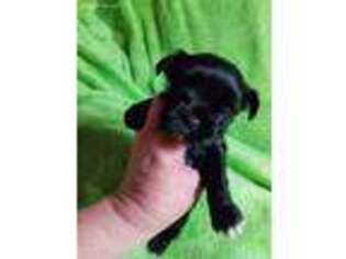 Mutt Puppy for sale in Duncan Falls, OH, USA