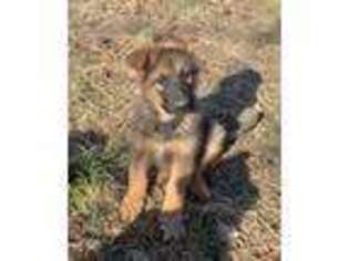 German Shepherd Dog Puppy for sale in Shoals, IN, USA