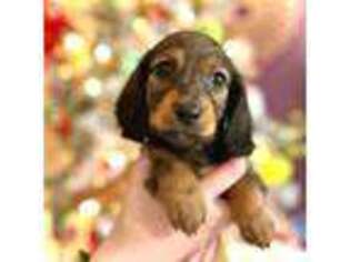 Dachshund Puppy for sale in Springfield, PA, USA