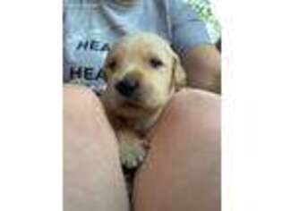 Golden Retriever Puppy for sale in Kirbyville, TX, USA