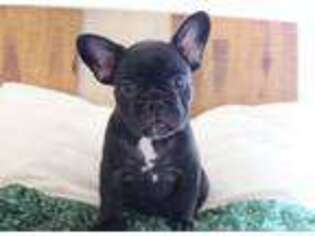 French Bulldog Puppy for sale in Elizabeth, CO, USA