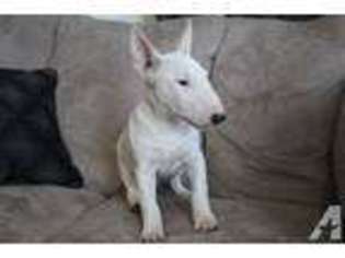 Bull Terrier Puppy for sale in STOCKTON, CA, USA