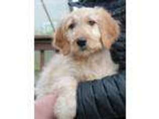 Goldendoodle Puppy for sale in Bentonville, AR, USA