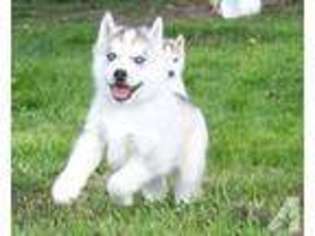 Siberian Husky Puppy for sale in WESTFIELD, VT, USA