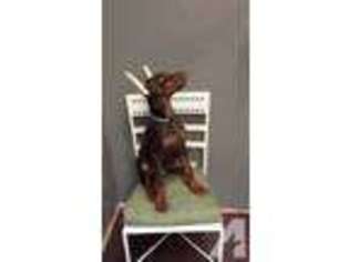 Doberman Pinscher Puppy for sale in NEW RIVER, AZ, USA