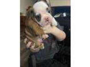 Bulldog Puppy for sale in Brookhaven, PA, USA
