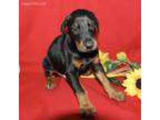 Doberman Pinscher Puppy for sale in Lewisburg, WV, USA