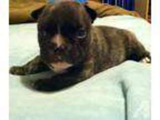 French Bulldog Puppy for sale in GAFFNEY, SC, USA
