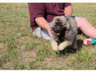 Keeshond Puppy for sale in Meeker, CO, USA