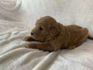 Goldendoodle Puppy for sale in Calmar, IA, USA