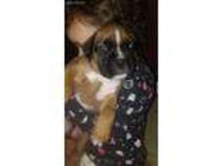 Boxer Puppy for sale in Clifton Park, NY, USA