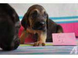 Bloodhound Puppy for sale in FINDLAY, OH, USA