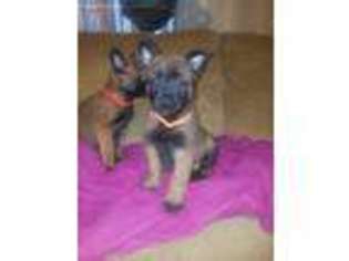 Belgian Malinois Puppy for sale in Desert Hot Springs, CA, USA