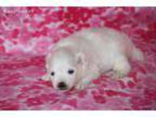 American Eskimo Dog Puppy for sale in Mapleton, UT, USA