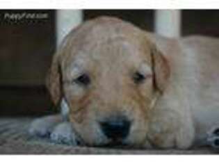 Goldendoodle Puppy for sale in Defiance, MO, USA