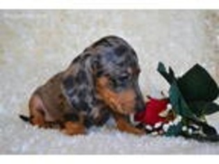 Dachshund Puppy for sale in Maple Lake, MN, USA