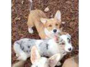 Pembroke Welsh Corgi Puppy for sale in Ellensburg, WA, USA