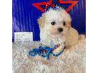 Mutt Puppy for sale in Walker, LA, USA