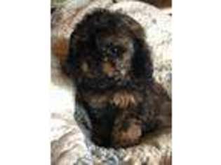 Cavapoo Puppy for sale in Queen Creek, AZ, USA