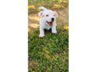 Jack Russell Terrier Puppy for sale in Broken Bow, OK, USA