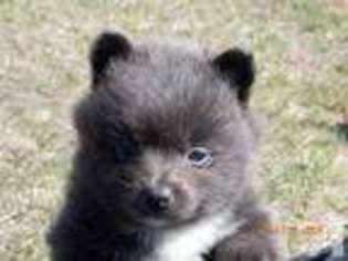 Pomeranian Puppy for sale in PAW PAW, MI, USA